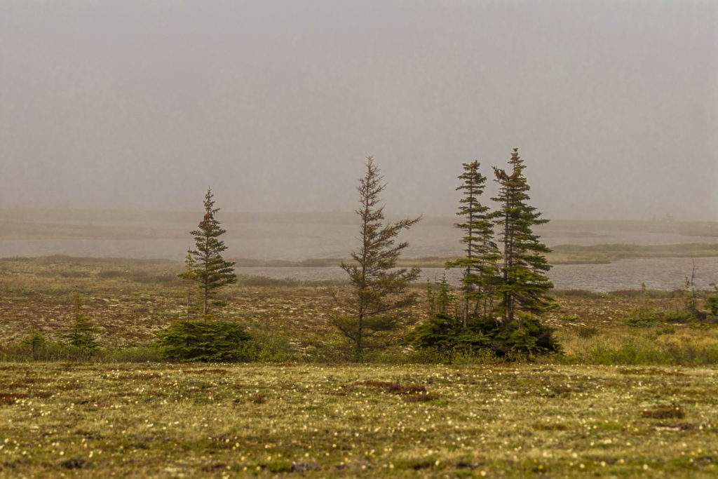 Stunted confier trees in the tundra landscape of Churchill, Canada