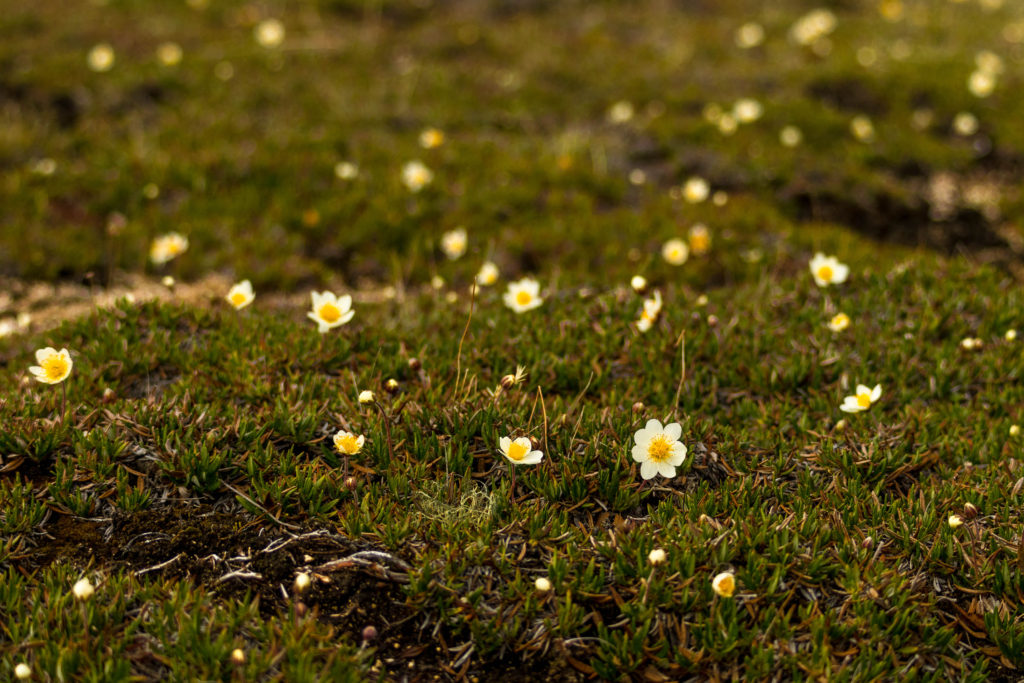 Subarctic wildflowers blooming in grass, Churchill, Canada