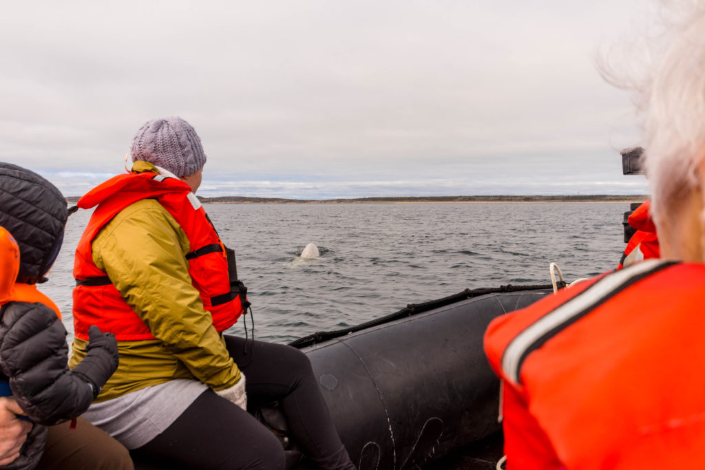 Watching the beluga whales from inside a zodiac, Churchill, Canada