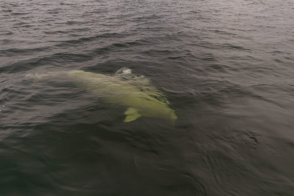 A beluga whales just below the surface of Hudson Bay, Churchill, Canada