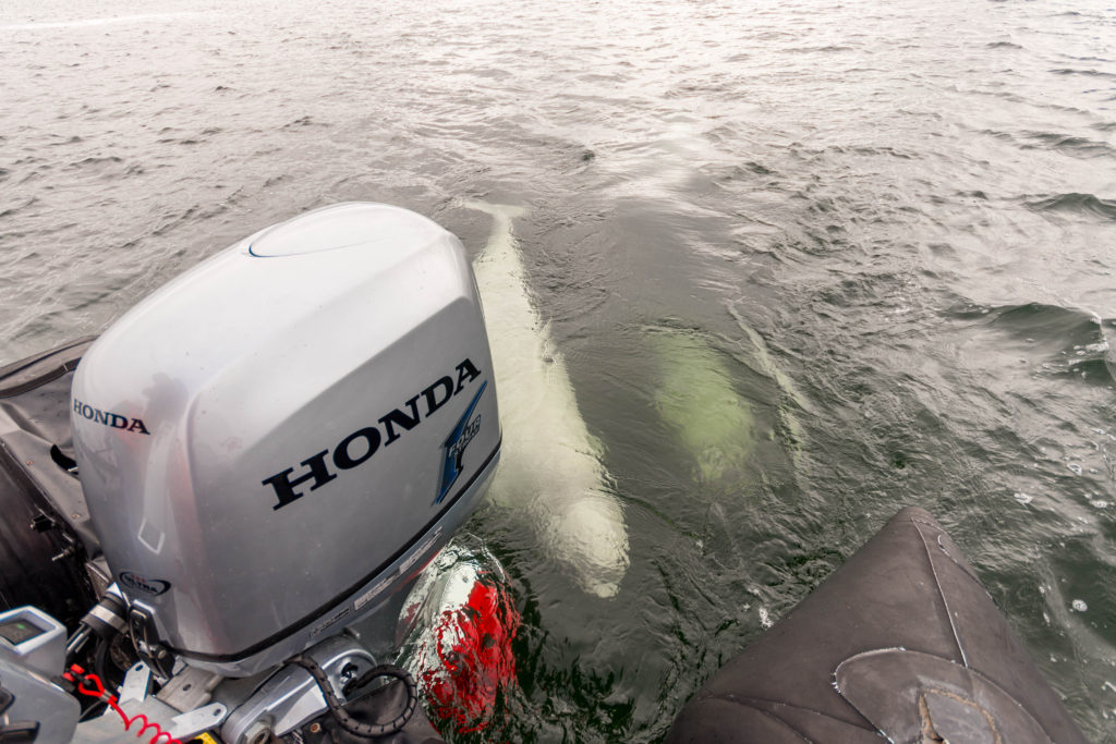 Belugas approach the back of a zodiac in Churchill, Canada