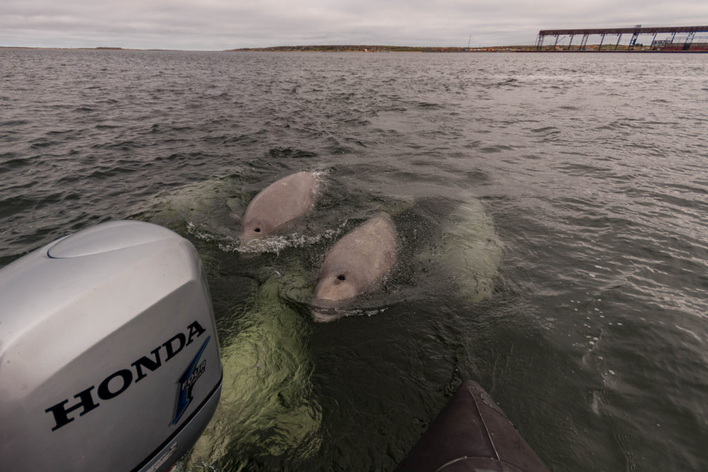 A group of beluga whales follow behind the boat in Churchill, Canada
