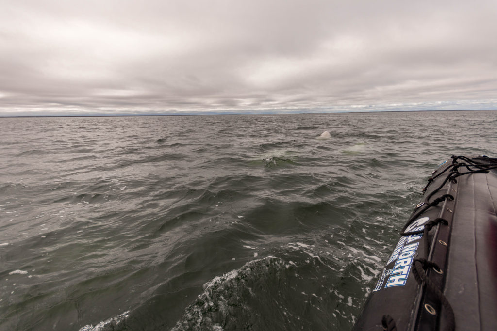 Sea North Tours Zodiac with beluga whales in Churchill, Canada