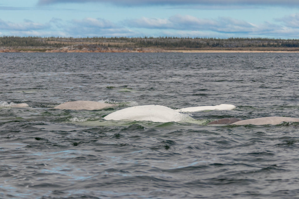 A pod of belugas break the surface, Churchill, Canada