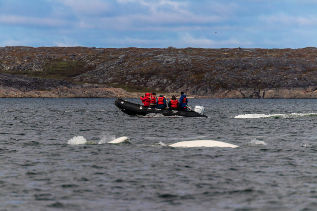 Sea North Tours zodiac surrounded by white belugas, Churchill, Canada