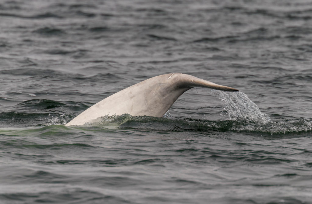 Beluga whale diving, Churchill, Canada