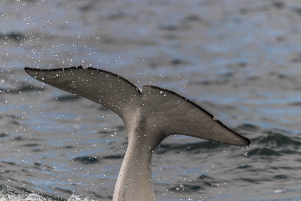 Close up of a beluga fluke