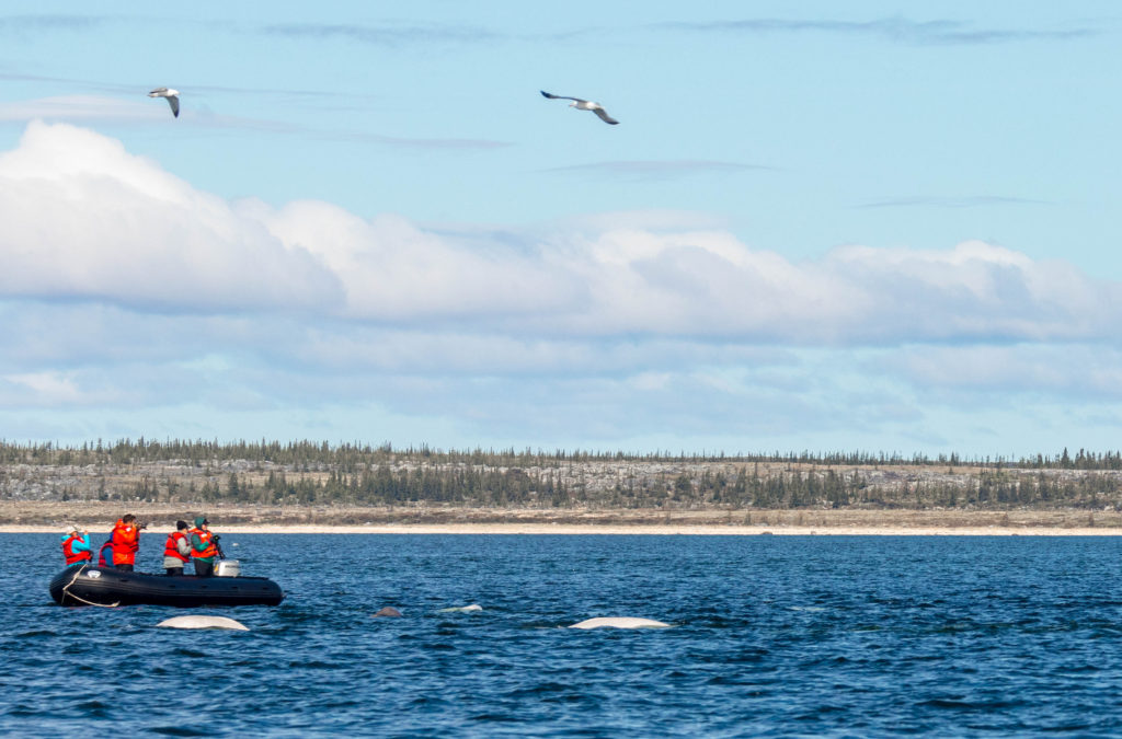 Zodiac boat, birds and belugas off shore at Churchill, Canada