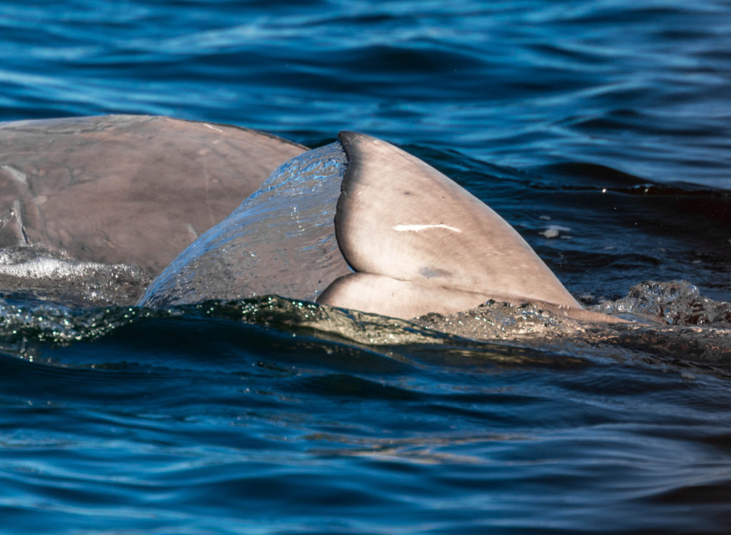 A beluga fluke disappears under the water at Churchill, Canada