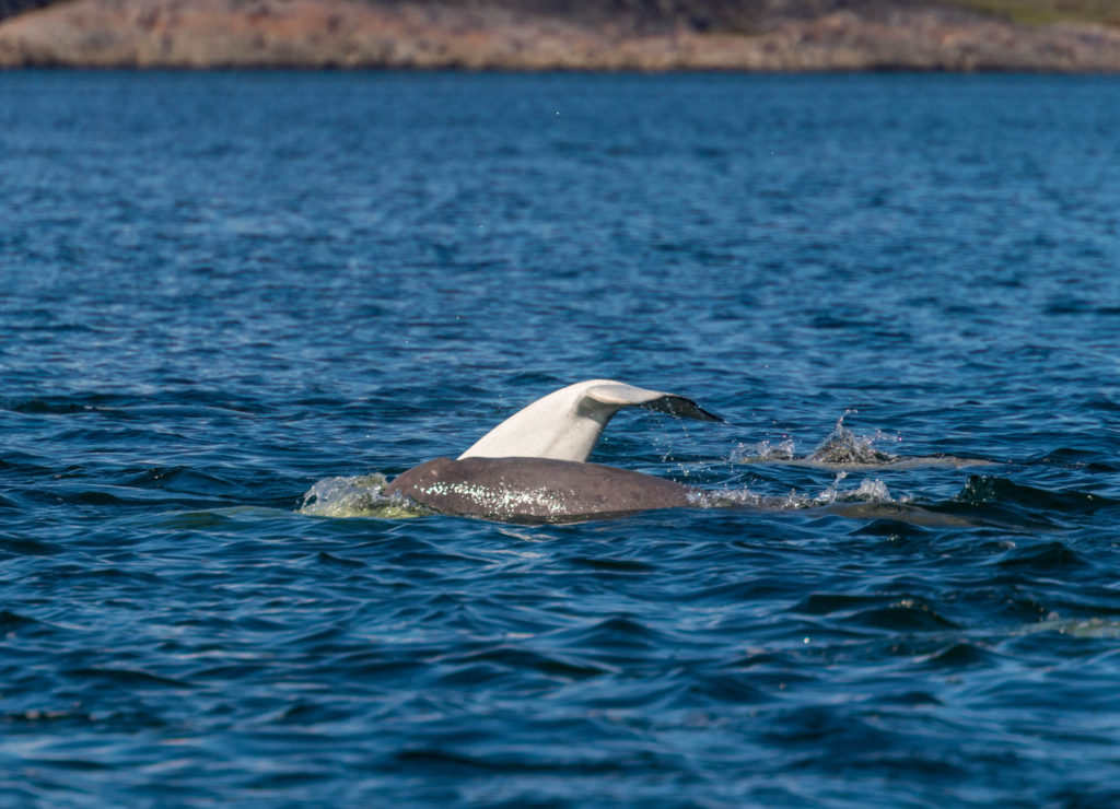 A white fluke next to a younger and darker beluga, Churchill, Canada