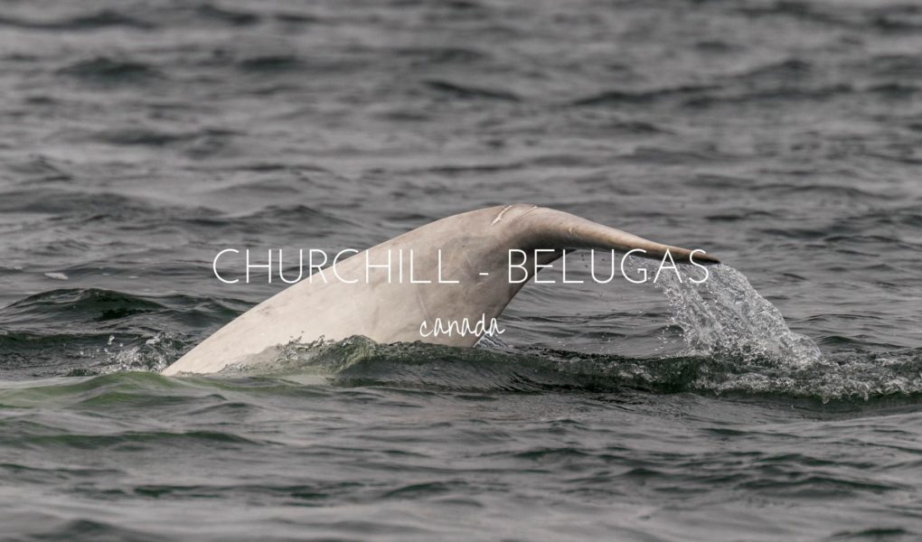 See the Churchill belugas with Sea North Tours, Canada
