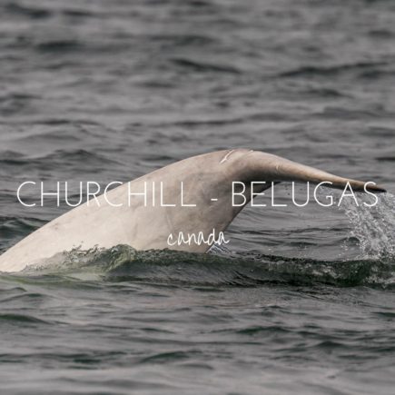 See the Churchill belugas with Sea North Tours, Canada