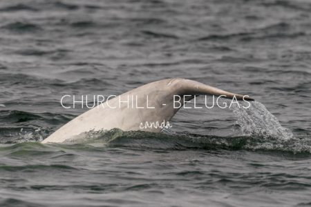 See the Churchill belugas with Sea North Tours, Canada