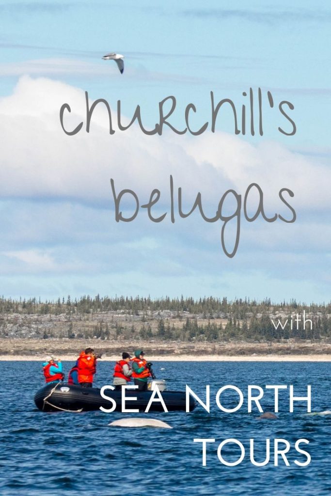 See the Churchill belugas with Sea North Tours, Canada