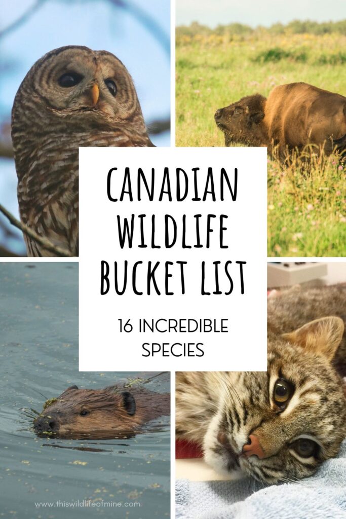 Your Canadian Wildlife Bucket List - 16 incredible species