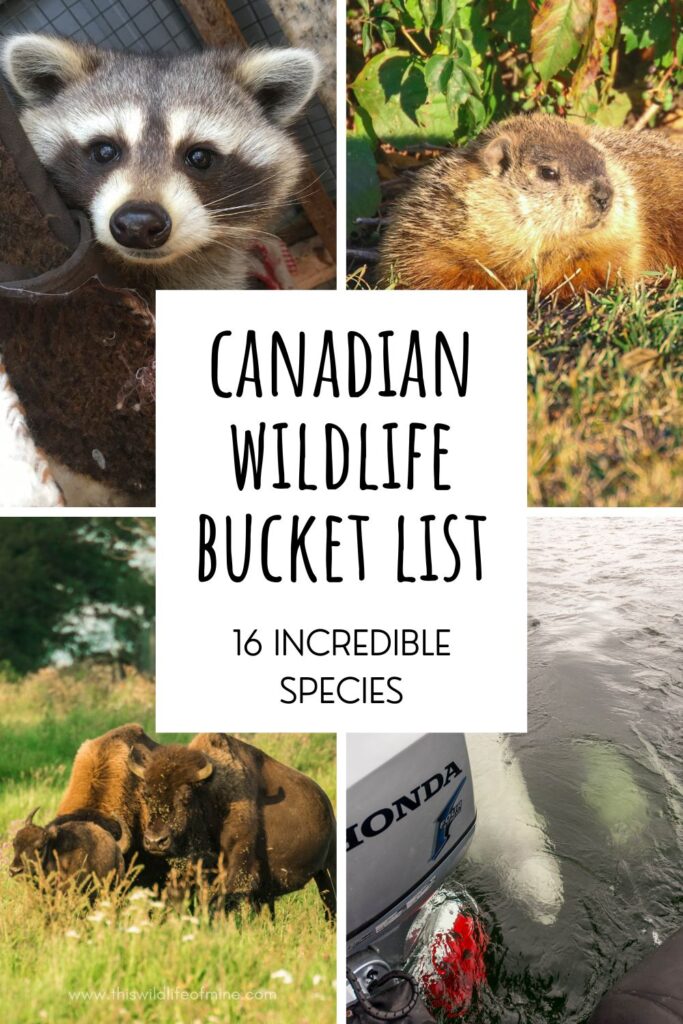 Your Canadian Wildlife Bucket List - 16 incredible species