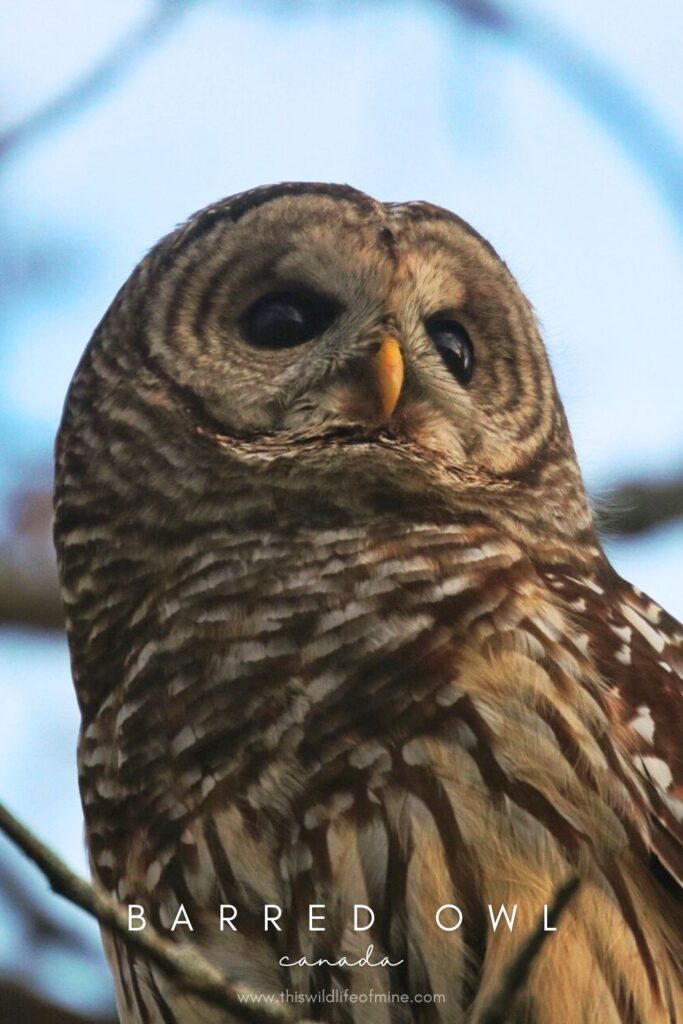 Your Canadian Wildlife Bucket List - 16 incredible species