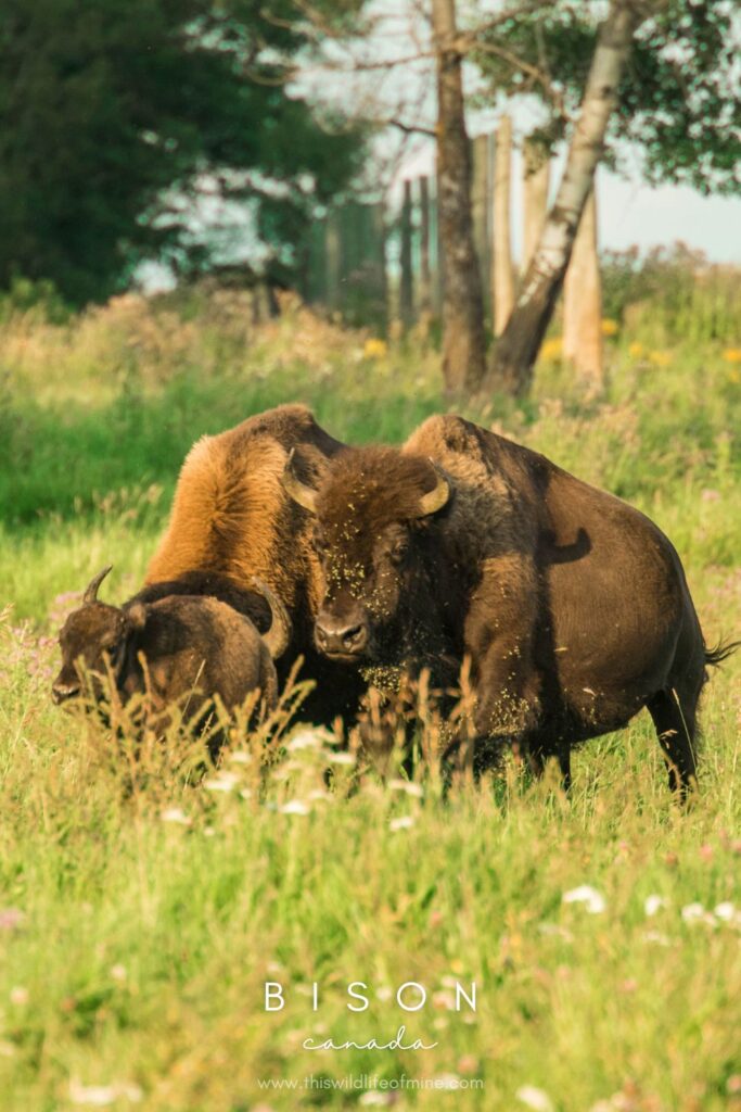 Your Canadian Wildlife Bucket List - 16 incredible species