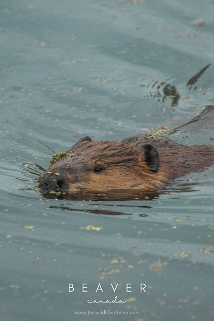 Your Canadian Wildlife Bucket List - 16 incredible species