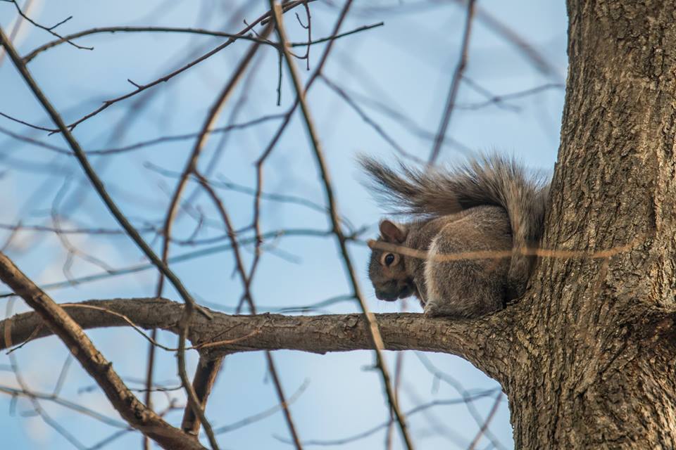 The eastern grey squirrel is a typical Canadian wildlife species
