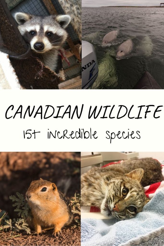 Canadian Wildlife - 15 incredible species