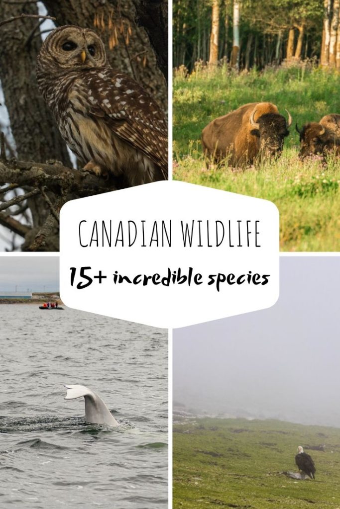 Canadian Wildlife - 15 incredible species