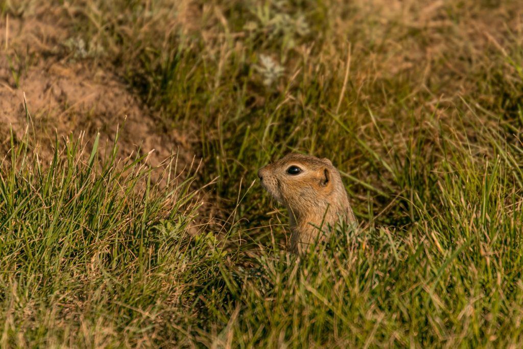 The ground squirrel is a common Canadian wildlife species