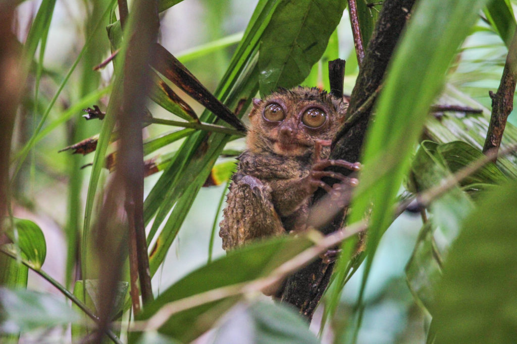 The tiny tarsier of the island of Bohol, Philippines