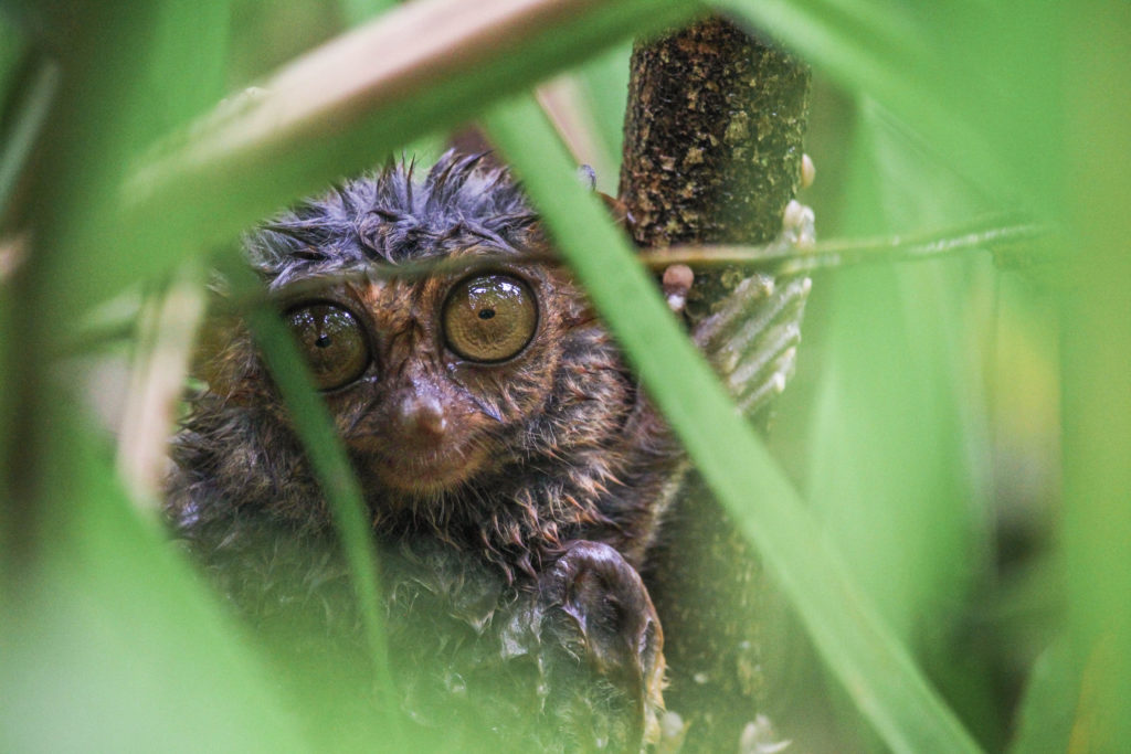 A tiny tarsier stares straight at the camera in Bohol, Philippines