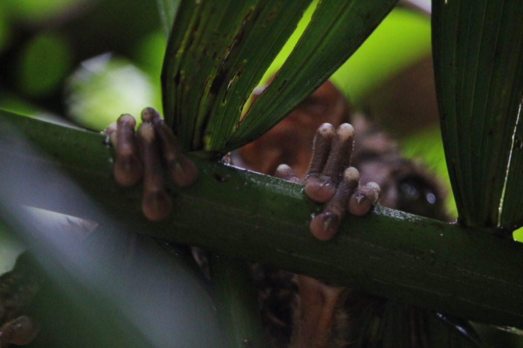 The funny fingers and toes of the tiny tarsier, Bohol, Philippines