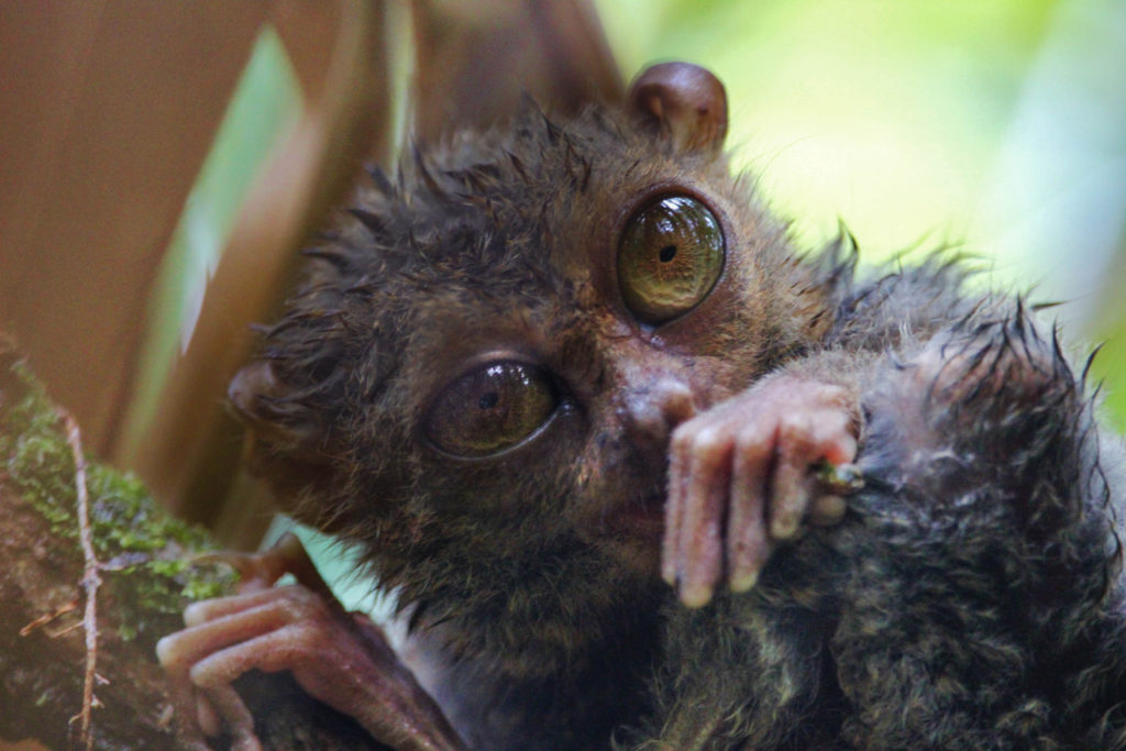 The big-eyed tarsier of the Philippines