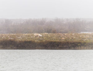 A female caribou in the mist, Canada