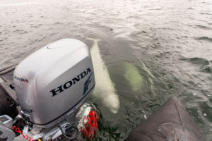 A friendly beluga whale coming up to a boat in Churchill, Canada