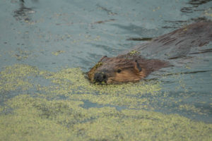 The beaver is the national animal of Canada