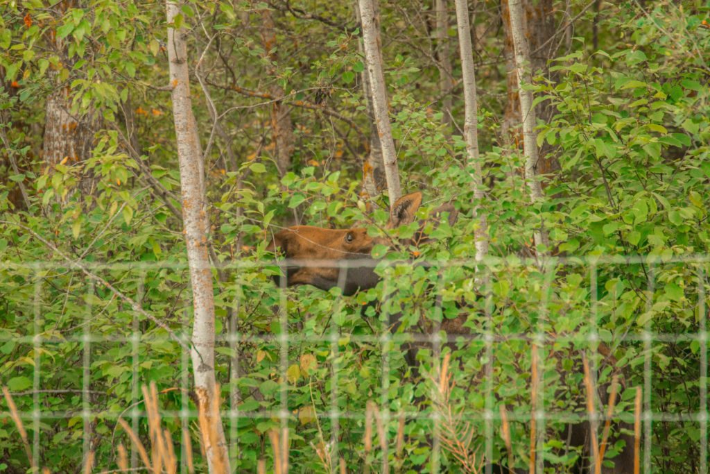 A moose - one of the most recognisable Canadian wildlife species - hidden in thick bushes in Elk Island National Park