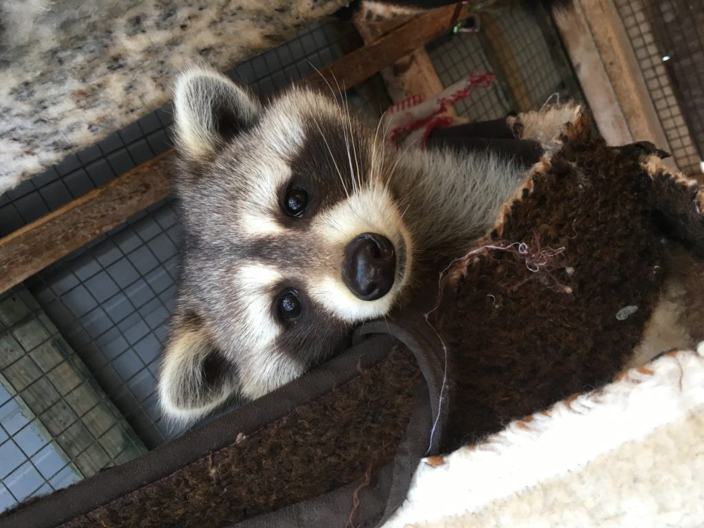A curious raccoon peaks out from its bed at the Sandy Pines Wildlife Centre, Canada