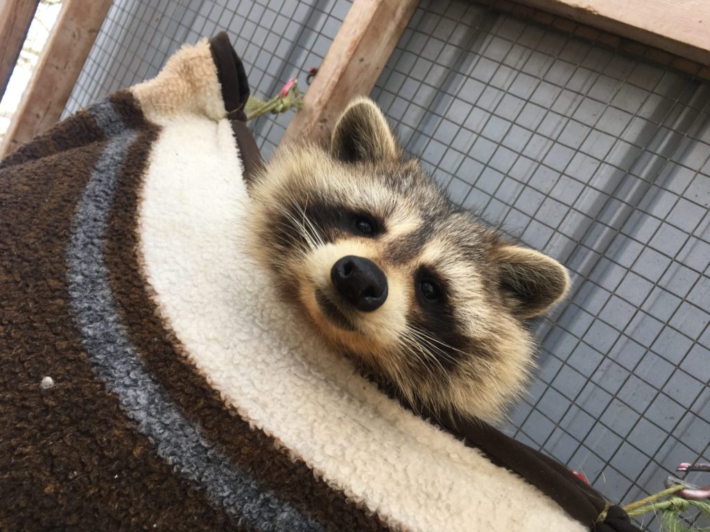 A curious raccoon peaks out from its bed at the Sandy Pines Wildlife Centre, Canada