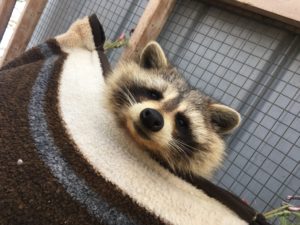 A curious raccoon peaks out from its bed at the Sandy Pines Wildlife Centre, Canada
