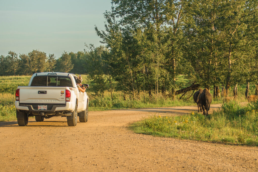 A vehicle approaches a bison on the side of a gravel road
