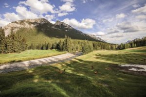 A herd of elk on the lawn of the golf course in Banff, Canada