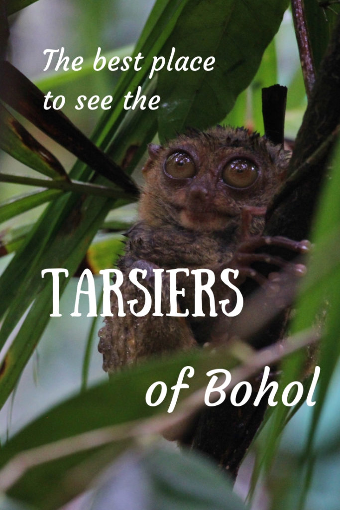 The best places to find the tiny tarsier of the Philippines