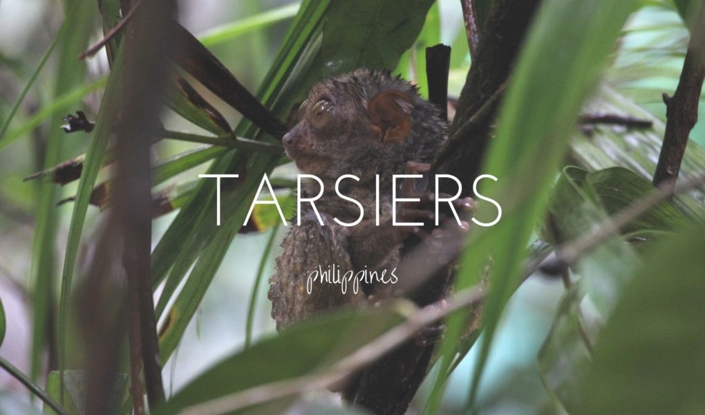 Finding the tiny tarsier in the jungles of the Philippines