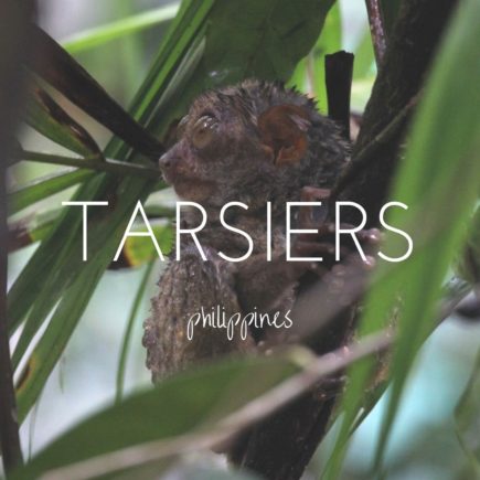 Finding the tiny tarsier in the jungles of the Philippines