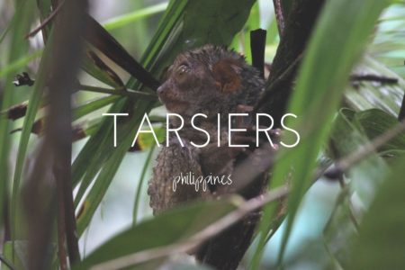 Finding the tiny tarsier in the jungles of the Philippines