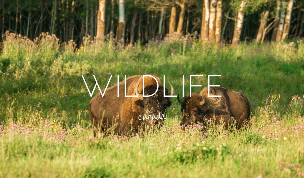 Canadian Wildlife - 15 incredible species