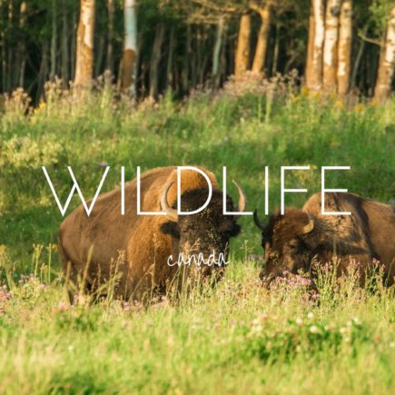 Canadian Wildlife - 15 incredible species