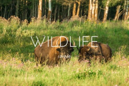 Canadian Wildlife - 15 incredible species