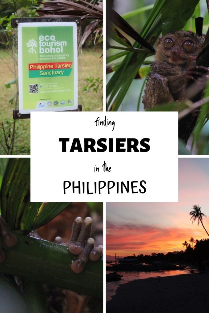 Where to find tarsiers - one of the smallest primates in the world - in the jungles of Bohol, an island in the Philippines