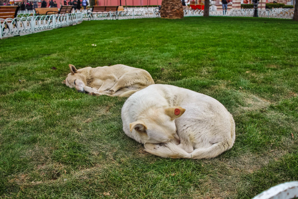 Street dogs sleep in the parks of Istanbul, Turkey