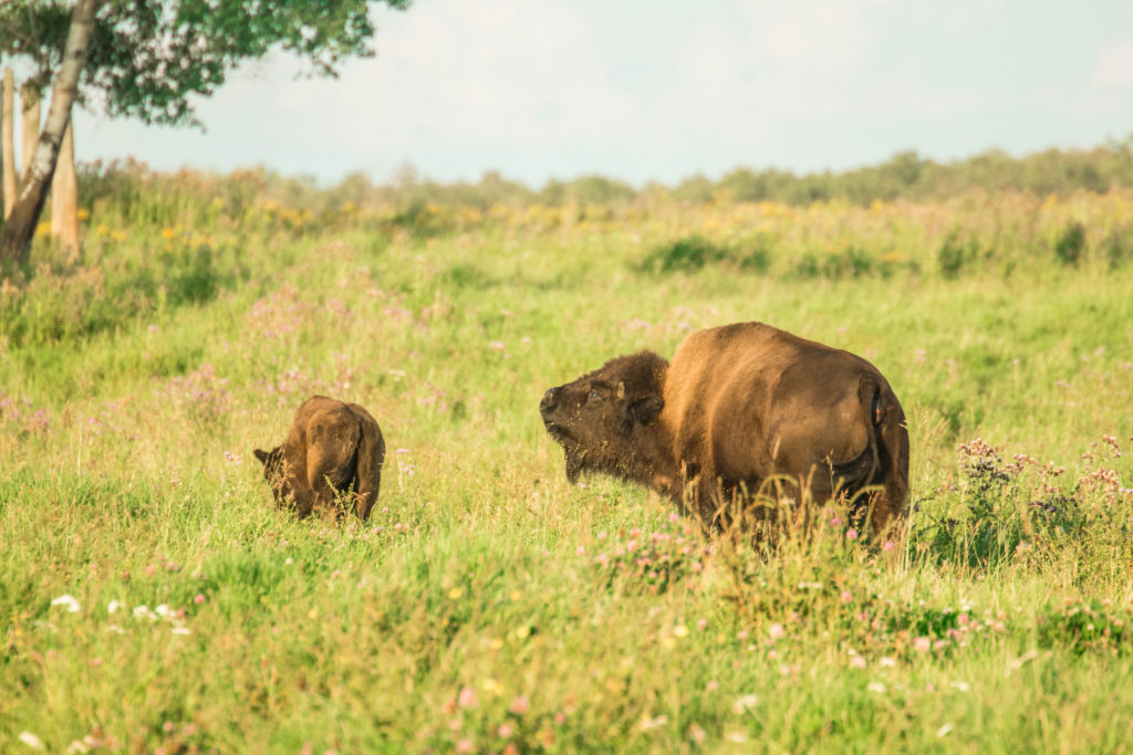 A bison and her calf in the grasslands of Elk Island National Park, Canada
